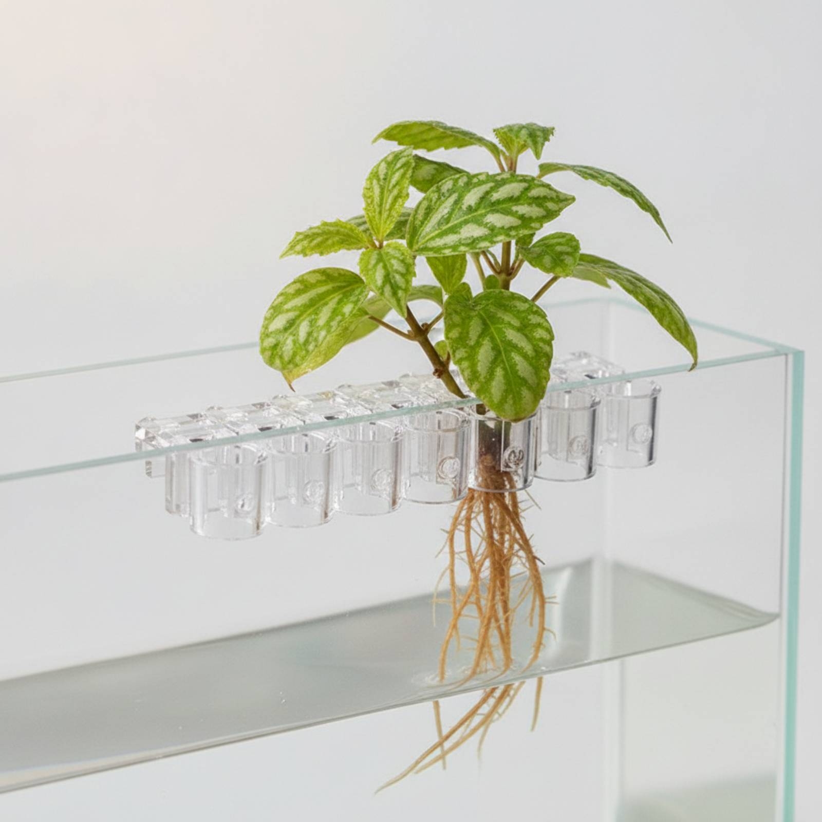 6 Pieces Aquarium Planter Clea - Aquarium Plants ulasan dan harga