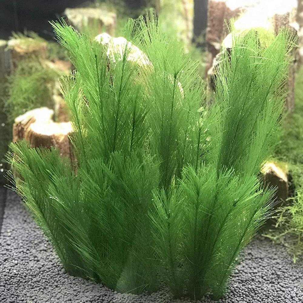 1/3Pcs 28/40cm Aquarium Fish T - Aquarium Plant Live ulasan dan harga