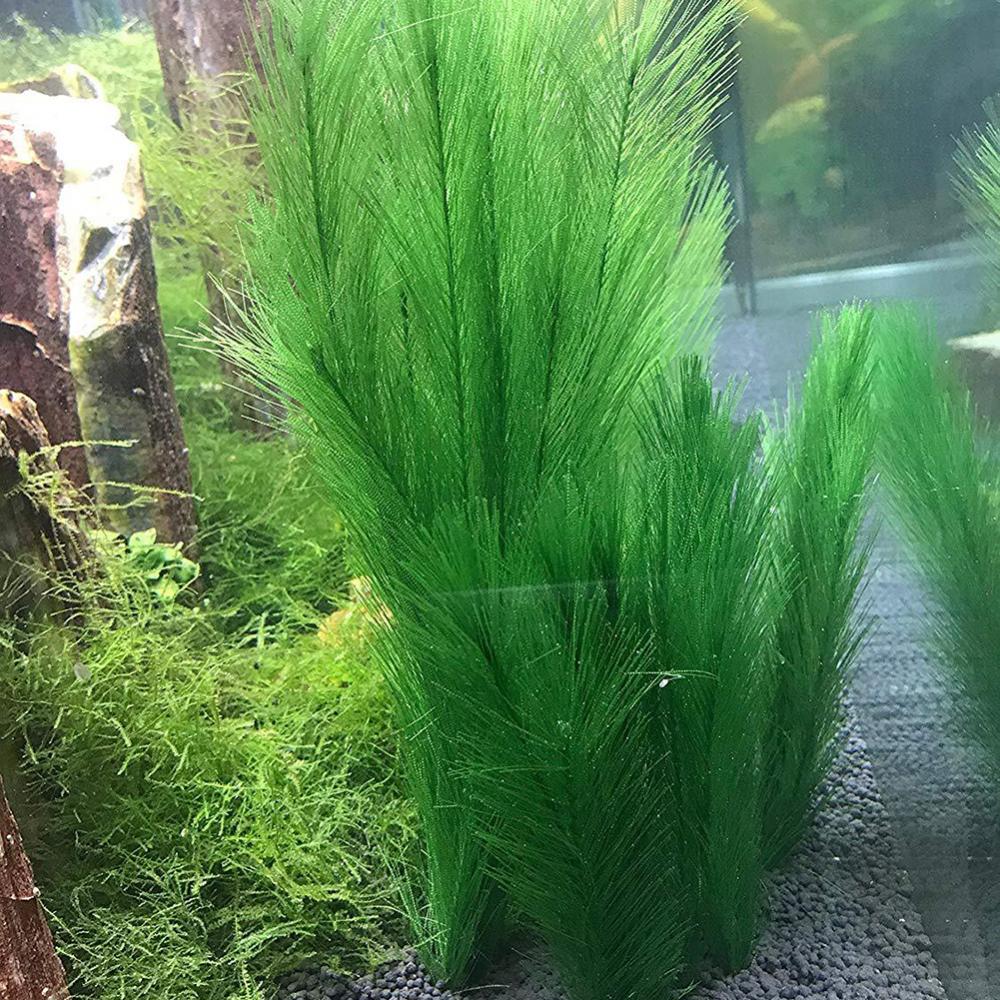 1/3Pcs 28/40cm Aquarium Fish T - Aquarium Plant Live ulasan dan harga