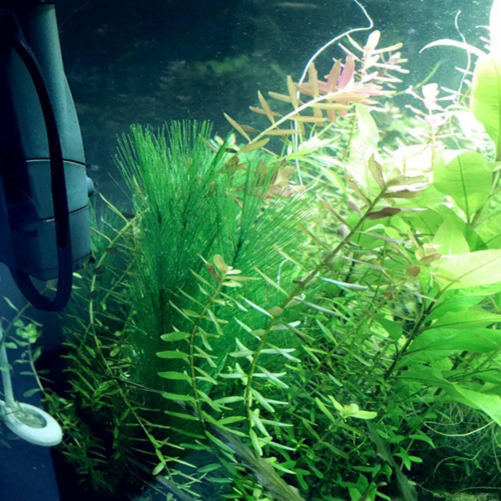 1/3Pcs 28/40cm Aquarium Fish T - Aquarium Plant Live ulasan dan harga