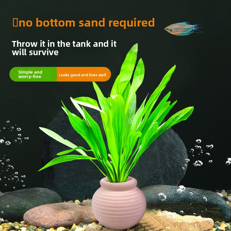 cmomo Aquarium Plant Anchors - - Planted Aquarium Anubias ulasan dan harga