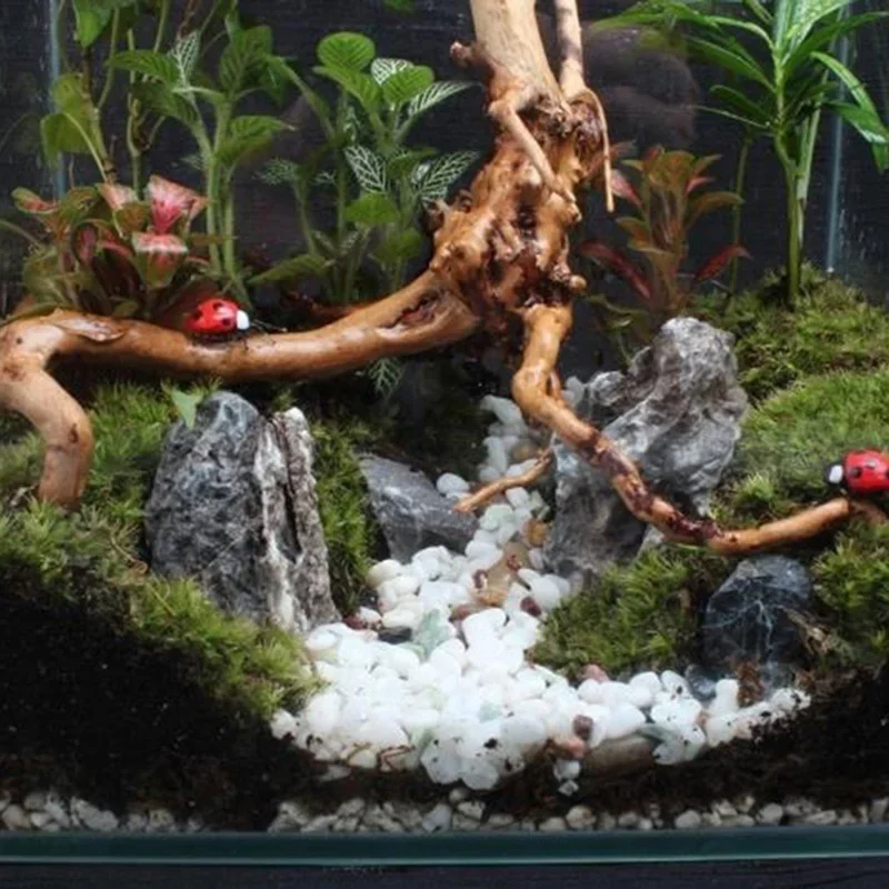 Natural Tree Trunk Driftwood A - Aquarium Plant Live ulasan dan harga