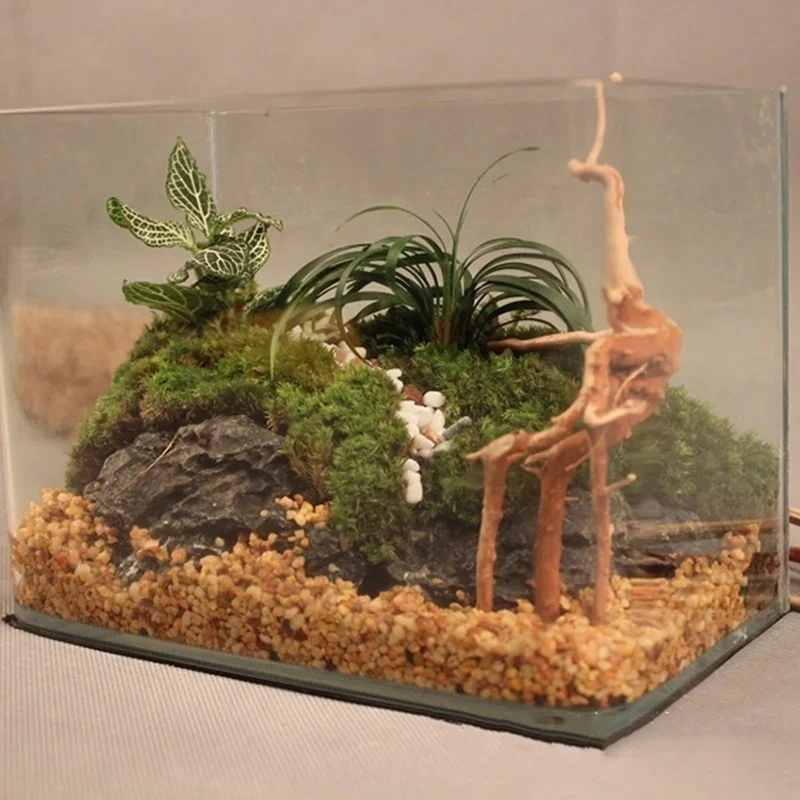 Natural Tree Trunk Driftwood A - Aquarium Plant Live ulasan dan harga