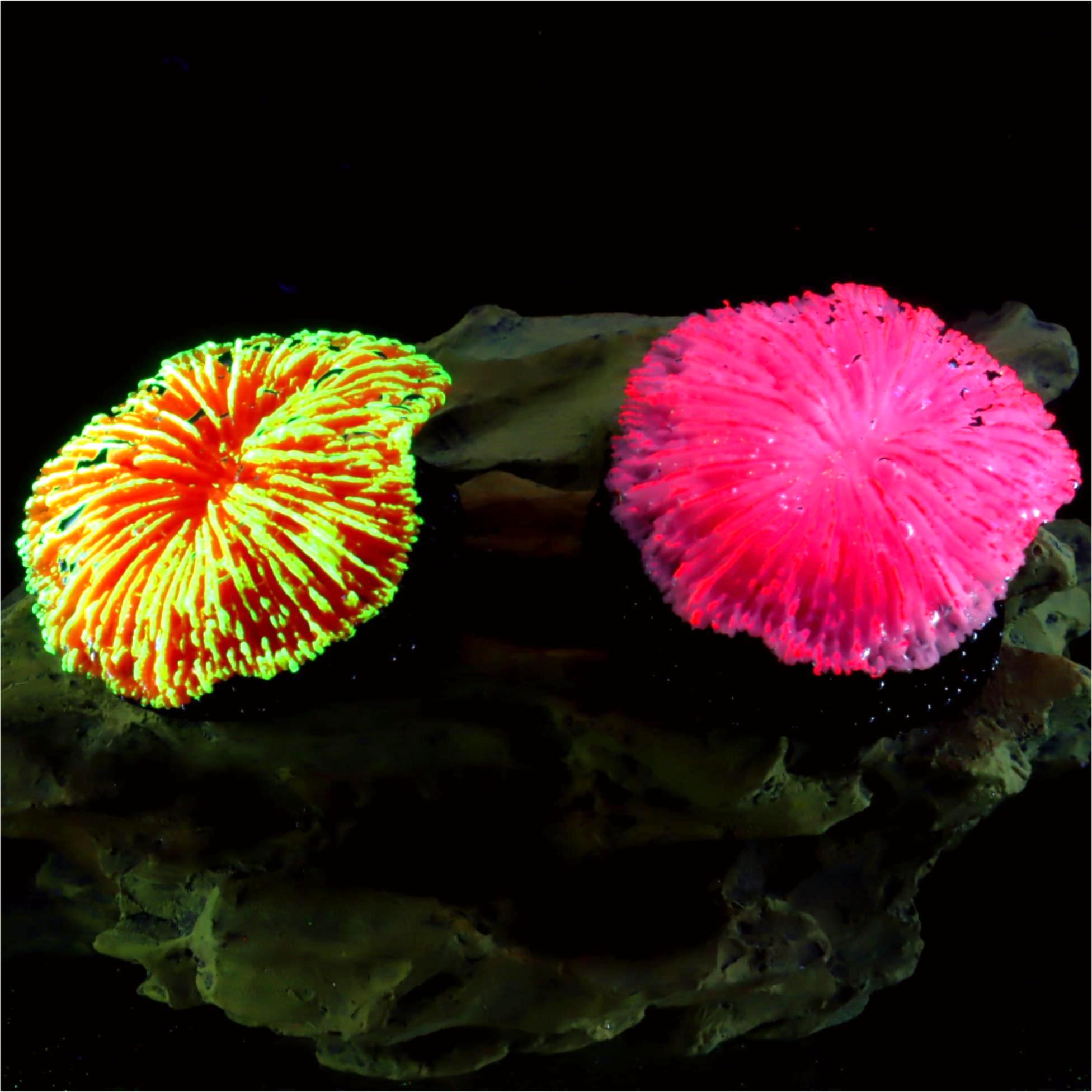 1 piece aquarium decoration sa - Aquarium Plant Live ulasan dan harga