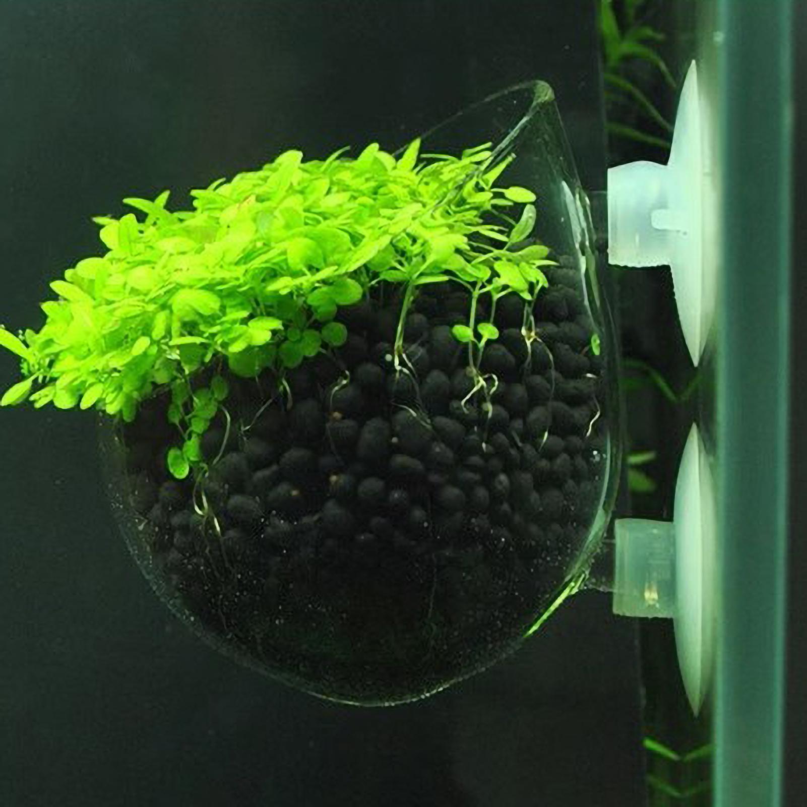 Aquarium Plant Holder Glass Aq - Aquarium Plant Live ulasan dan harga