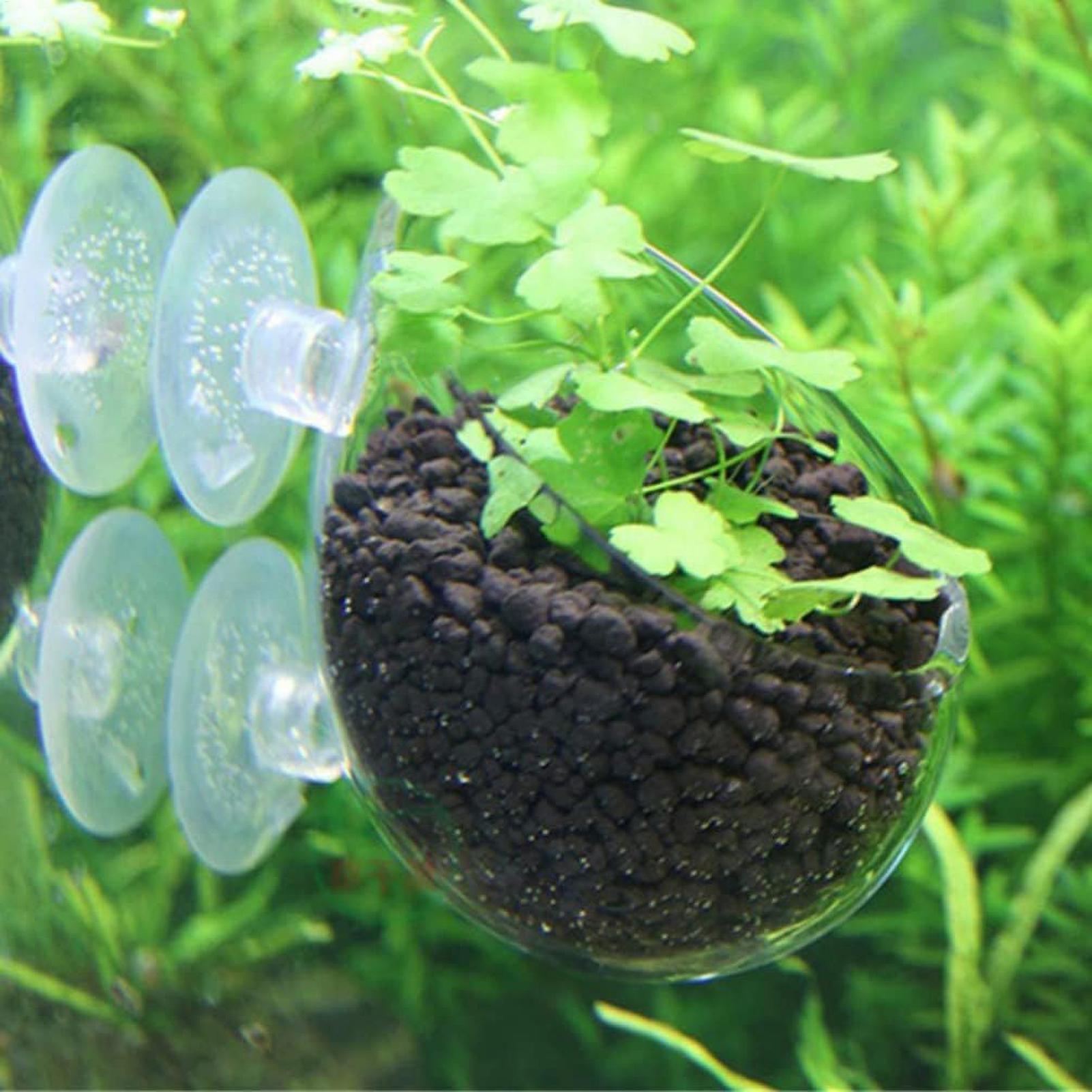 Aquarium Plant Holder Glass Aq - Aquarium Plant Live ulasan dan harga