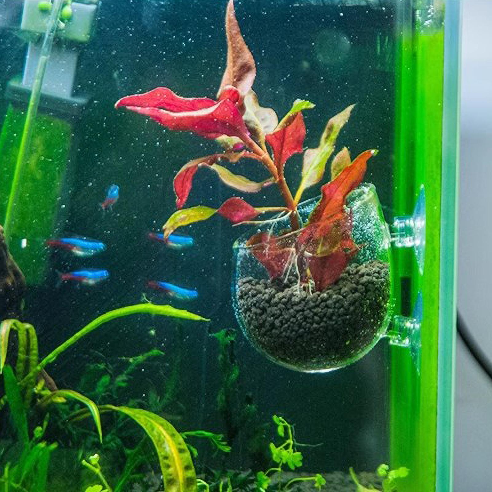 Aquarium Plant Holder Glass Aq - Aquarium Plant Live ulasan dan harga