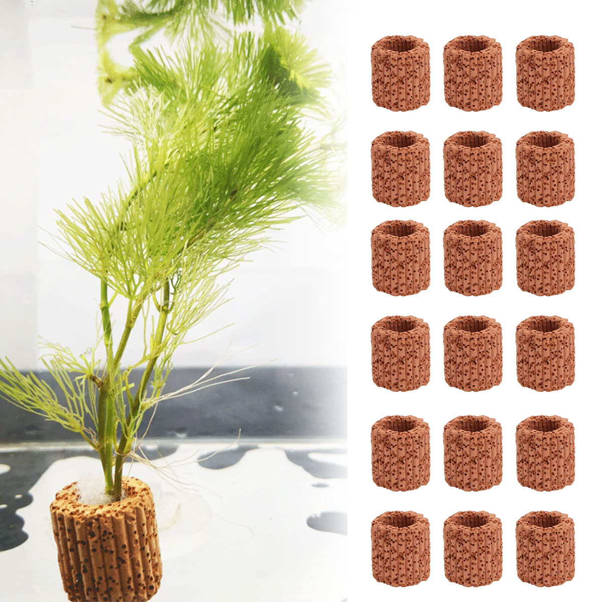 10/20Pcs Aquatic Water Plant F - Aquarium Plant Live ulasan dan harga