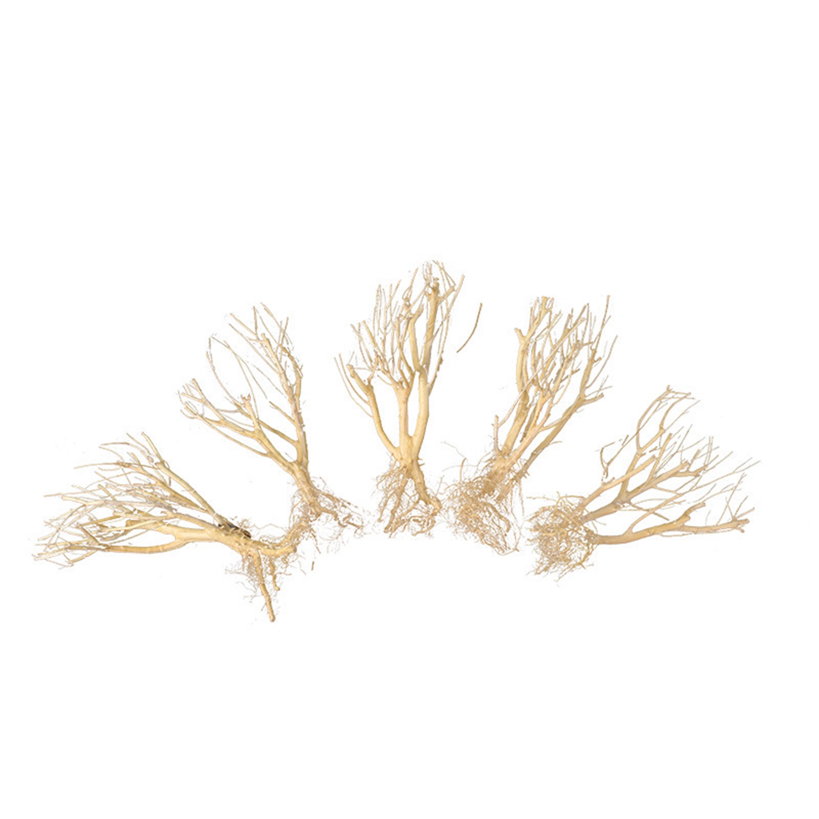 New DIY Driftwood Aquarium Mos - Aquarium Plant On Wood ulasan dan harga
