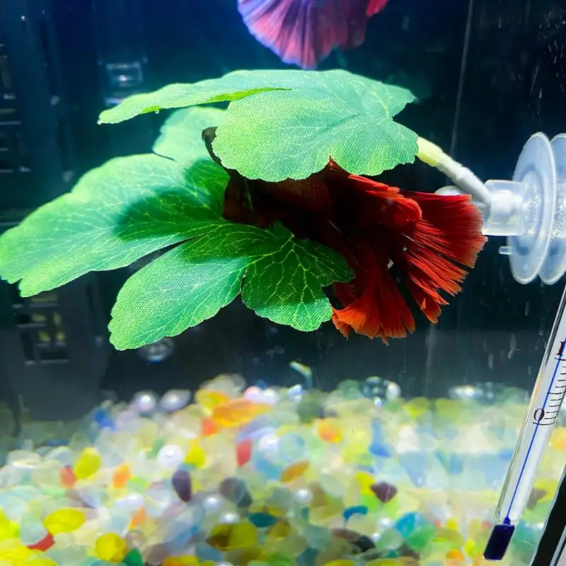 Betta Fish Leaf Hammock Aquari - Planted Aquarium For Betta ulasan dan harga