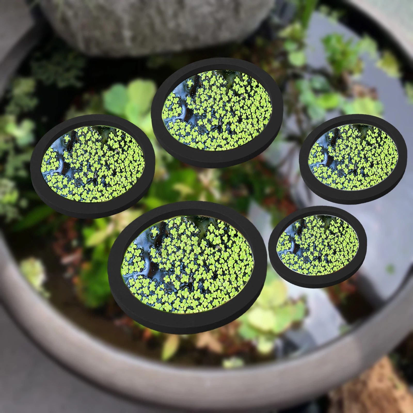 5Pcs EVA Fish Feeding Ring Aqu - Aquarium Plants ulasan dan harga