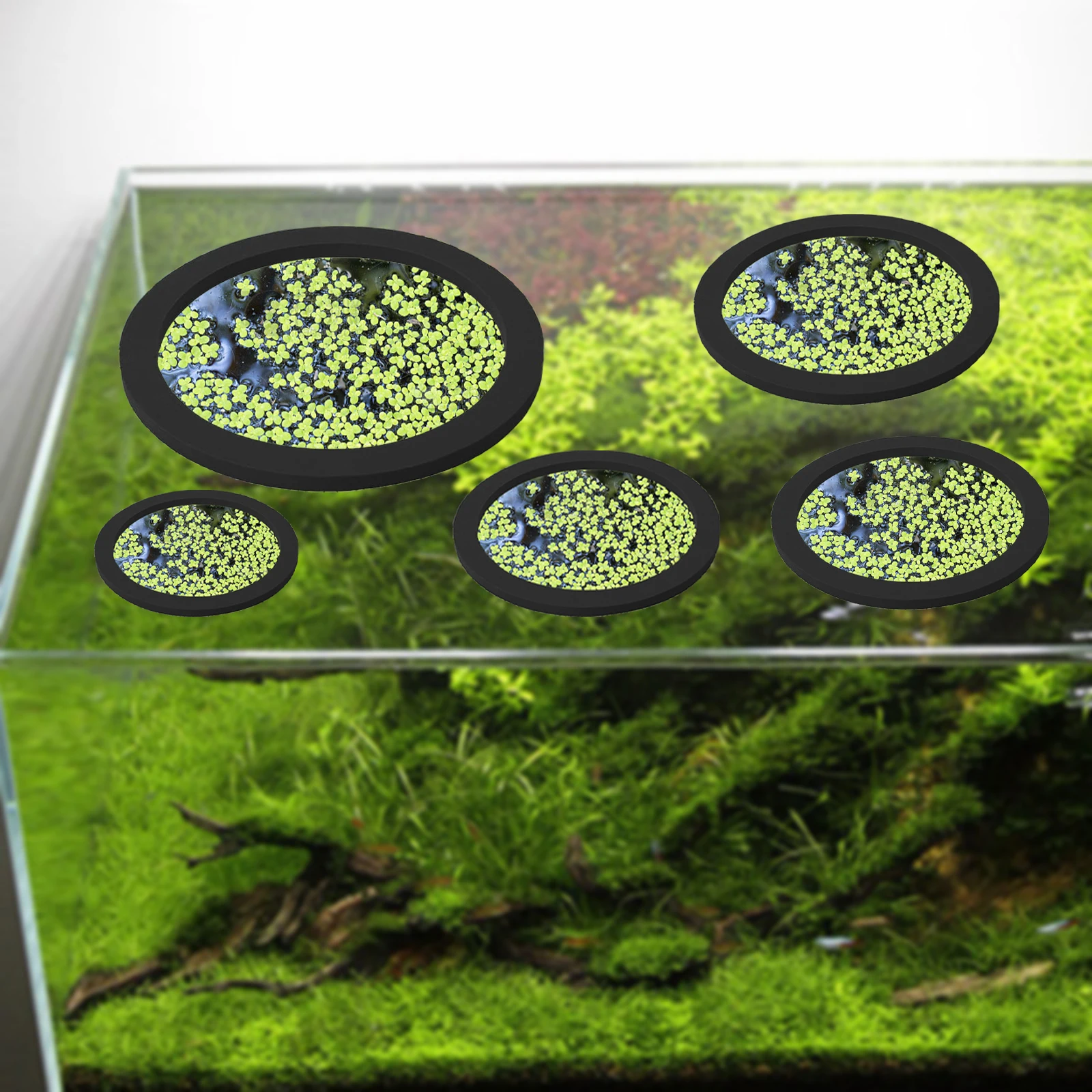 5Pcs EVA Fish Feeding Ring Aqu - Aquarium Plants ulasan dan harga