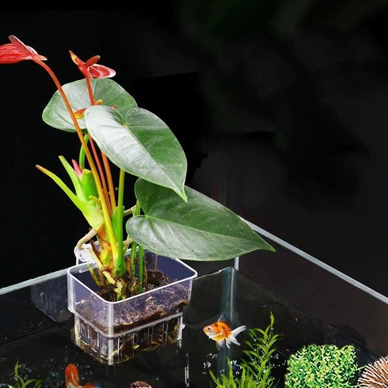 Aquapro Algae Brush Cleaning B - Planted Aquarium Ada ulasan dan harga