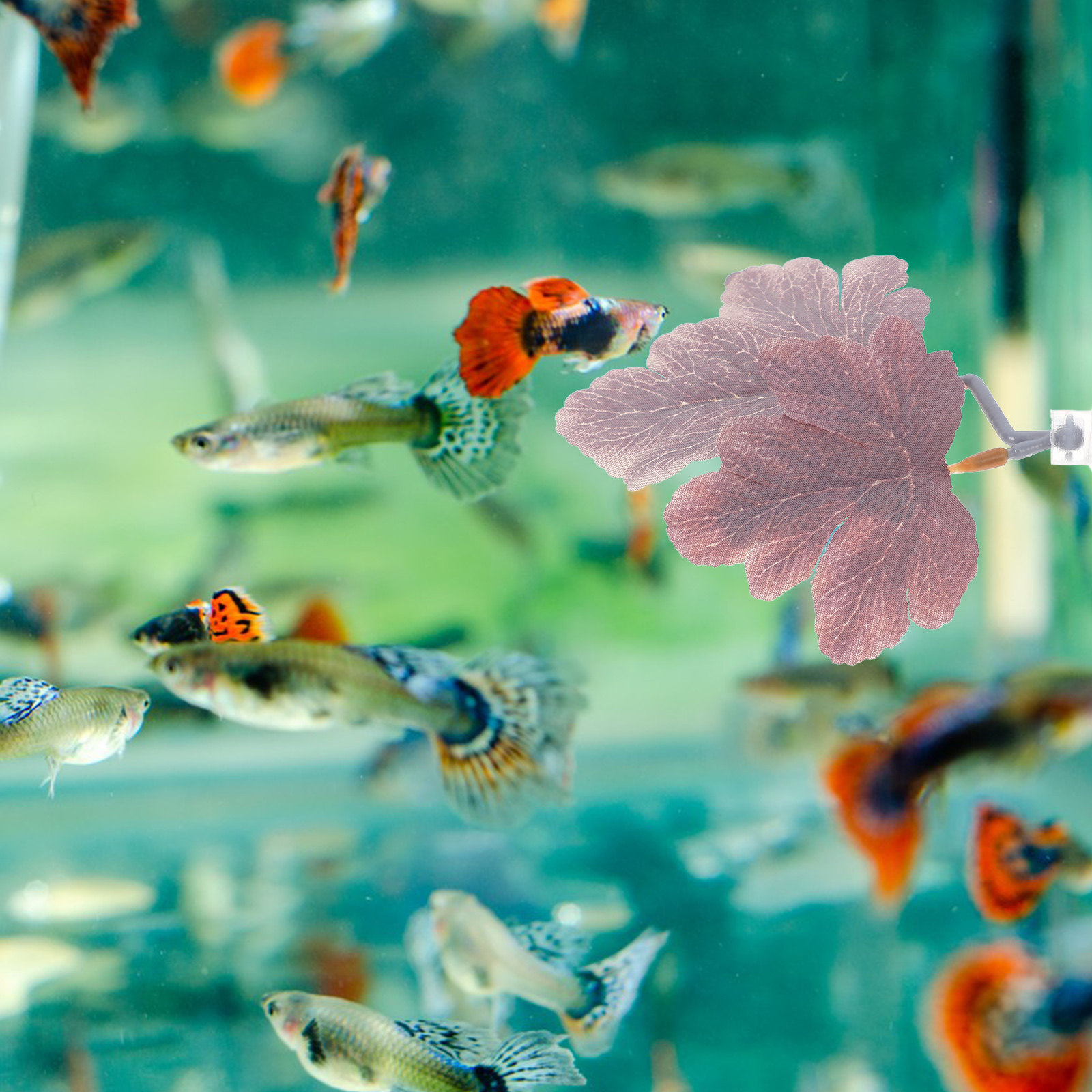 Betta Fish Leaf Hammock Realis - Planted Aquarium For Betta ulasan dan harga