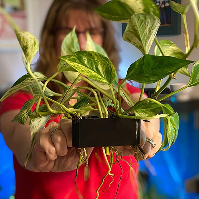1 2 3Pcs Aquarium Plant Suppor - Aquarium Planted Setup ulasan dan harga