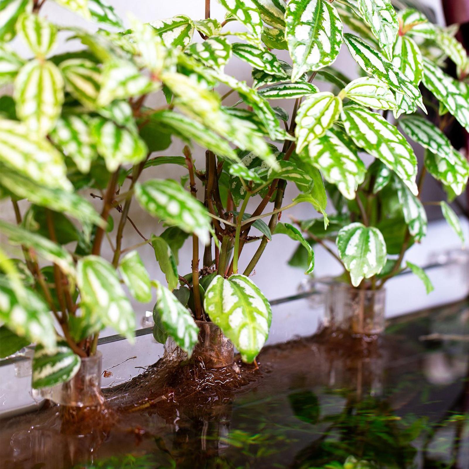 6pcs Aquarium Plant Holders Cl - Aquarium Plant Live ulasan dan harga