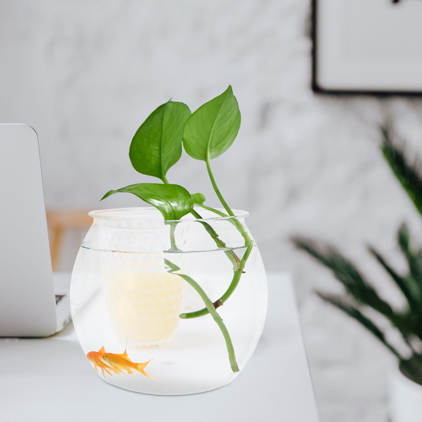 Round Shatterproof Fish Tank T - Planted Aquarium Bowl ulasan dan harga