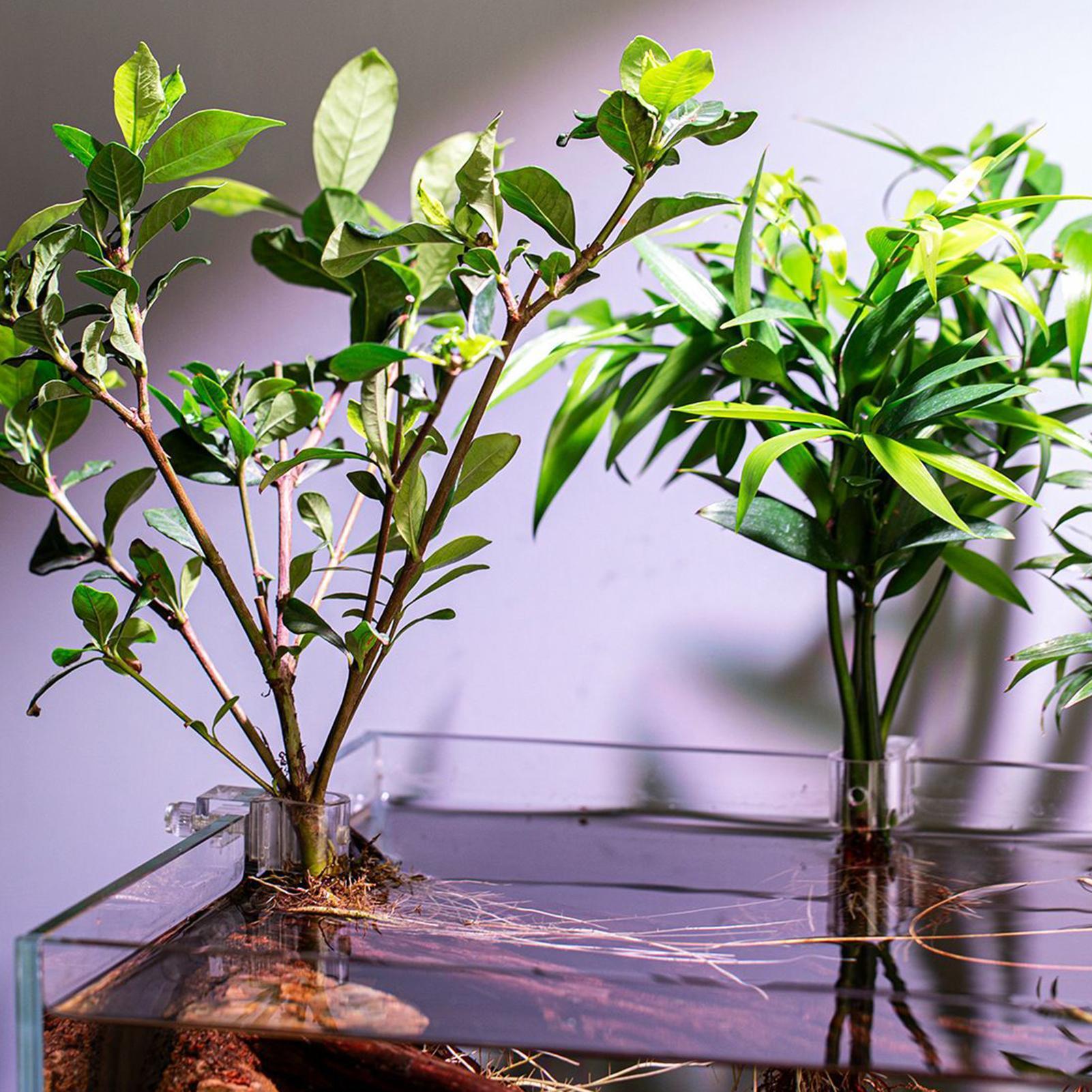 Plant Holder For Aquarium 6 Pi - Aquarium Plant Live ulasan dan harga