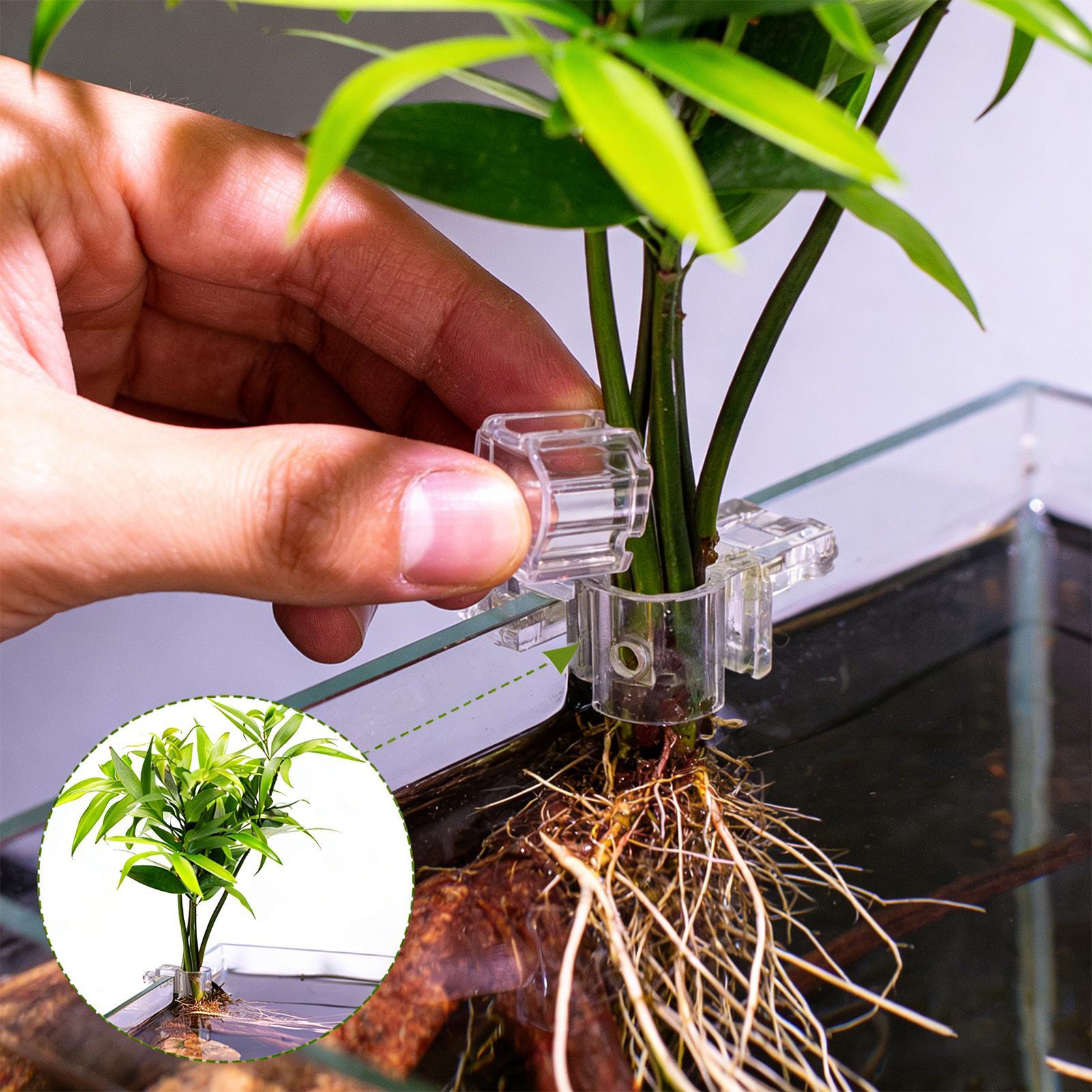 Plant Holder For Aquarium 6 Pi - Aquarium Plant Live ulasan dan harga