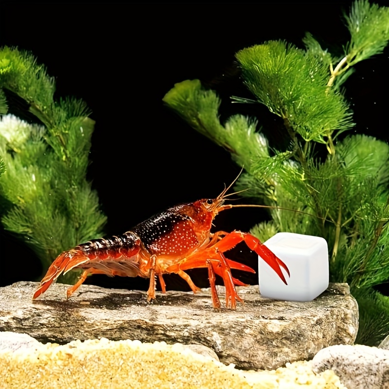 6 Pcs Fish Tank Calcium Block  - Aquarium Plant Live ulasan dan harga